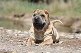 SHAR-PEI 312